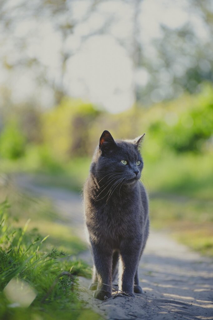 cat, outdoors, gray cat, feline, animal, nature, domestic cat, pet
