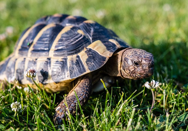 tortoise, greek tortoise, reptile, animal, armored, tortoise shell, turtle baby, cub, creature, greek turtles, slow, nature, template, terraristik, tank