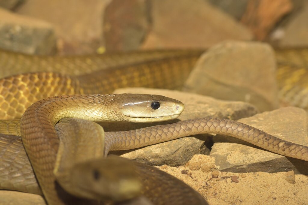 line, black mamba, dangerous, reptile, poisonous, nature, creature, dandruff, animal, terraristik, poison, close up, creeping animal, danger, lurk, curious