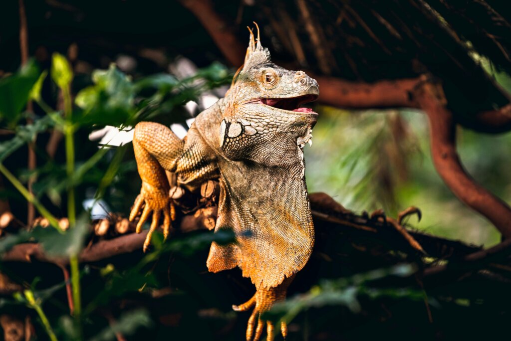 Close-up of a colorful iguana perched among lush foliage in Victoria, BC.